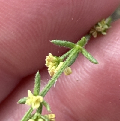 Galium gaudichaudii (Rough Bedstraw) at Aranda Bushland - 2 Oct 2023 by lbradley