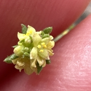 Galium gaudichaudii at Belconnen, ACT - 2 Oct 2023