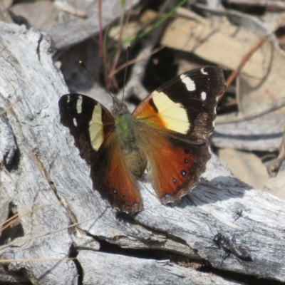 Vanessa itea (Yellow Admiral) at Hall, ACT - 1 Oct 2023 by Christine