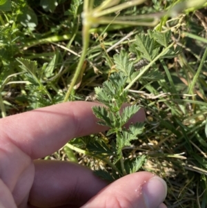 Erodium cicutarium at Garran, ACT - 22 Sep 2023