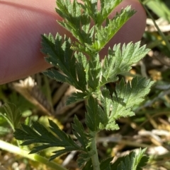 Erodium cicutarium at Garran, ACT - 22 Sep 2023 03:35 PM