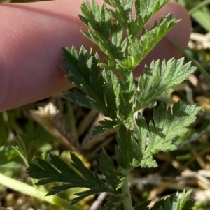 Erodium cicutarium at Garran, ACT - 22 Sep 2023 03:35 PM