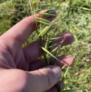 Avena barbata at Garran, ACT - 22 Sep 2023 03:35 PM