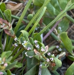 Polygonum arenastrum (Wireweed) at Garran, ACT - 22 Sep 2023 by Tapirlord