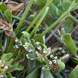 Polygonum arenastrum at Garran, ACT - 22 Sep 2023