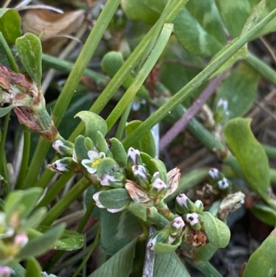 Polygonum arenastrum (Wireweed) at Garran, ACT - 22 Sep 2023 by Tapirlord