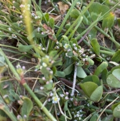 Polygonum arenastrum at Garran, ACT - 22 Sep 2023