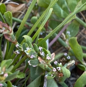 Polygonum arenastrum at Garran, ACT - 22 Sep 2023