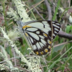 Belenois java (Caper White) at Hall, ACT - 1 Oct 2023 by Christine