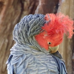 Callocephalon fimbriatum (Gang-gang Cockatoo) at Hughes, ACT - 2 Oct 2023 by LisaH