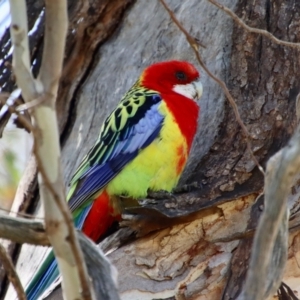 Platycercus eximius at Hughes, ACT - 2 Oct 2023