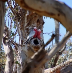 Eolophus roseicapilla at Deakin, ACT - 2 Oct 2023