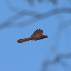 Tachyspiza fasciata (Brown Goshawk) at Deakin, ACT - 2 Oct 2023 by LisaH