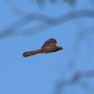 Accipiter fasciatus at Deakin, ACT - 2 Oct 2023