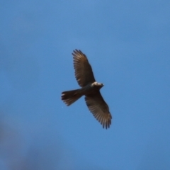 Accipiter fasciatus at Deakin, ACT - 2 Oct 2023