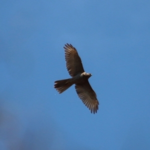 Accipiter fasciatus at Deakin, ACT - 2 Oct 2023