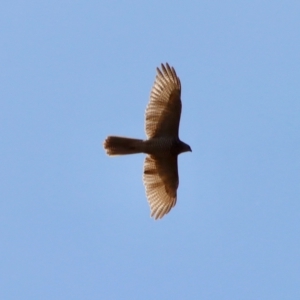 Accipiter fasciatus at Deakin, ACT - 2 Oct 2023