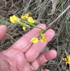 Diuris nigromontana (Black Mountain Leopard Orchid) at Aranda Bushland - 2 Oct 2023 by lbradley