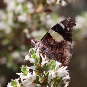 Vanessa itea at Deakin, ACT - 2 Oct 2023 01:16 PM