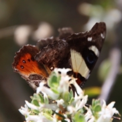 Vanessa itea at Deakin, ACT - 2 Oct 2023 01:16 PM