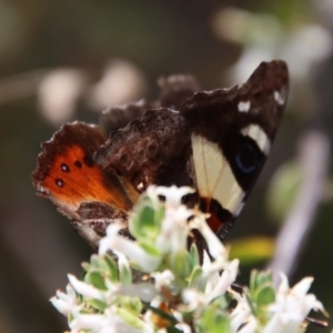 Vanessa itea at Deakin, ACT - 2 Oct 2023 01:16 PM