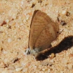 Lampides boeticus (Long-tailed Pea-blue) at Canberra Central, ACT - 2 Oct 2023 by JohnBundock