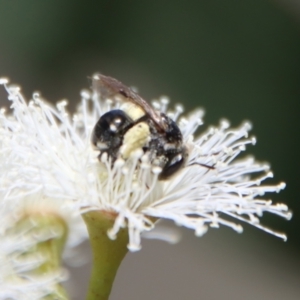 Lipotriches (Austronomia) ferricauda at Deakin, ACT - 2 Oct 2023 01:19 PM