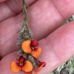 Dillwynia sericea (Egg And Bacon Peas) at Aranda, ACT - 2 Oct 2023 by lbradley