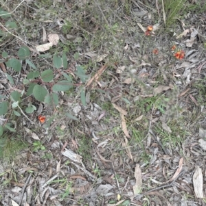 Dillwynia sericea at Belconnen, ACT - 2 Oct 2023