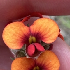 Dillwynia sericea at Aranda, ACT - 2 Oct 2023