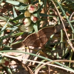 Anachloris uncinata at Captains Flat, NSW - 2 Oct 2023 03:35 PM