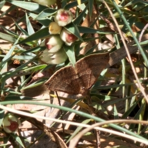 Anachloris uncinata at Captains Flat, NSW - 2 Oct 2023 03:35 PM