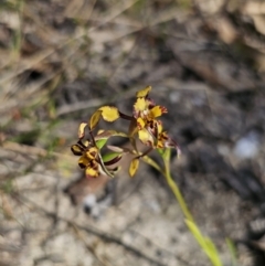 Diuris pardina (Leopard Doubletail) at Captains Flat, NSW - 2 Oct 2023 by Csteele4