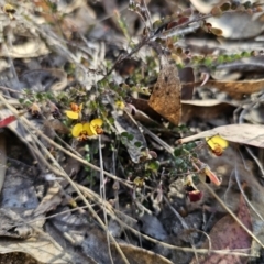 Bossiaea buxifolia (Matted Bossiaea) at Captains Flat, NSW - 2 Oct 2023 by Csteele4