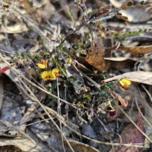 Bossiaea buxifolia at Captains Flat, NSW - 2 Oct 2023 04:14 PM