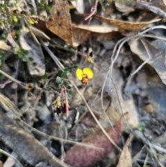 Bossiaea buxifolia at Captains Flat, NSW - 2 Oct 2023 04:14 PM