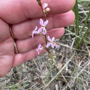 Stylidium sp. at Aranda, ACT - 2 Oct 2023