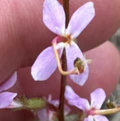 Stylidium sp. at Belconnen, ACT - 2 Oct 2023