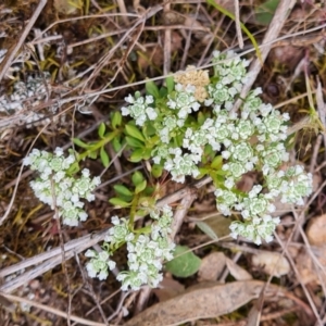 Poranthera microphylla at Tuggeranong, ACT - 2 Oct 2023