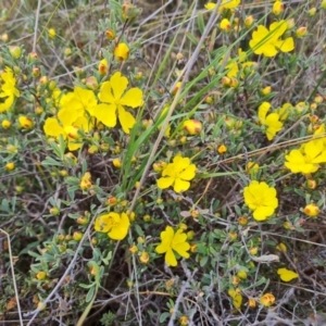 Hibbertia obtusifolia at Tuggeranong, ACT - 2 Oct 2023