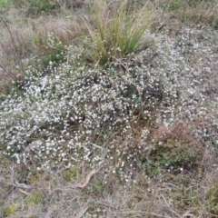 Leucopogon virgatus at Tuggeranong, ACT - 2 Oct 2023