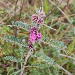 Indigofera adesmiifolia at Tuggeranong, ACT - 2 Oct 2023