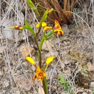 Diuris semilunulata at Tuggeranong, ACT - suppressed