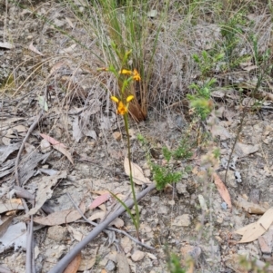 Diuris semilunulata at Tuggeranong, ACT - 2 Oct 2023