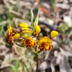 Diuris semilunulata (Late Leopard Orchid) at Wanniassa Hill - 2 Oct 2023 by Mike