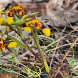 Diuris semilunulata at Tuggeranong, ACT - 2 Oct 2023