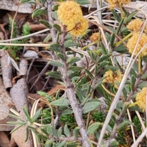 Acacia gunnii at Tuggeranong, ACT - 2 Oct 2023