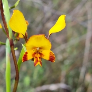 Diuris semilunulata at Tuggeranong, ACT - 2 Oct 2023