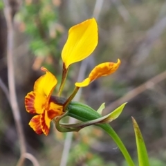 Diuris semilunulata at Tuggeranong, ACT - 2 Oct 2023