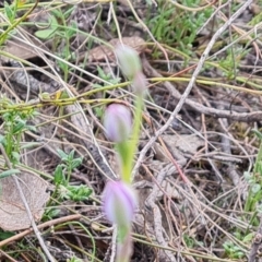 Thelymitra (Genus) at Tuggeranong, ACT - suppressed